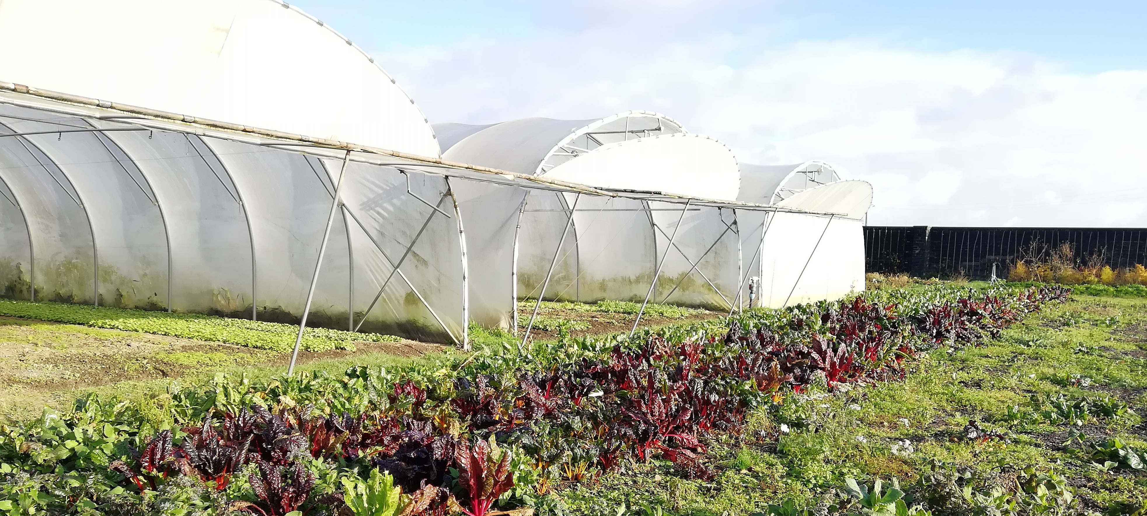 Maraîchage en Wallonie