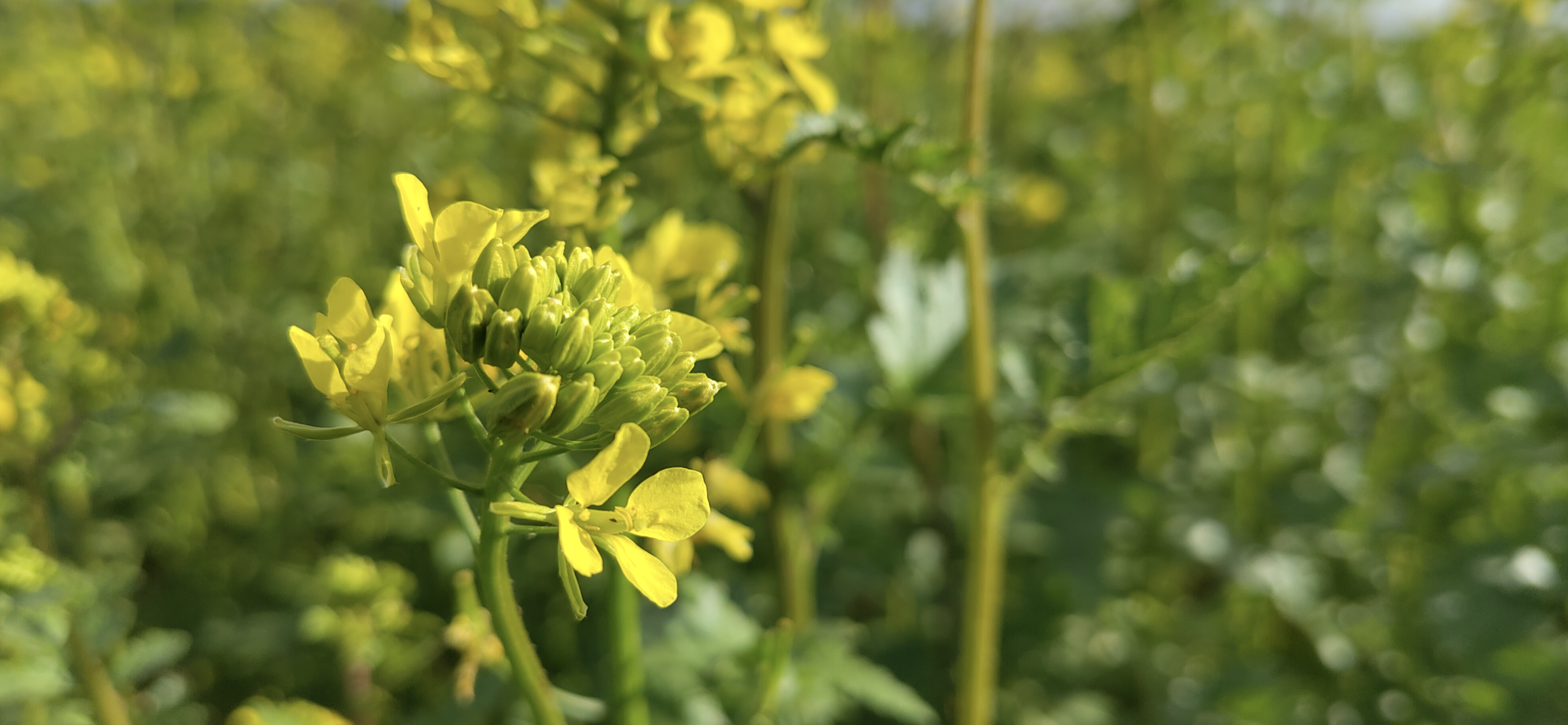 PHENET, Tools and methods for extended plant PHENotyping and EnviroTyping services of European Research Infrastructures